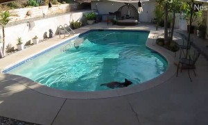 Bear Cub Stops by for a Quick Dip In the Pool