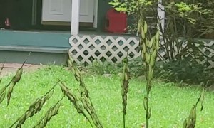 Mama Black Bear Opening Front Door