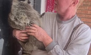 Raccoon Runs Away From Cold Snow Towards Warm House