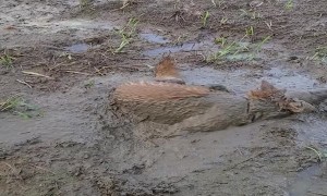 Happy Dog Dives and Swirls in Mud Bath