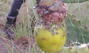 Hummingbird Nest in Prickly Pear Cactus