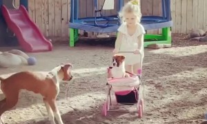 Boxer Puppies Play with Stroller