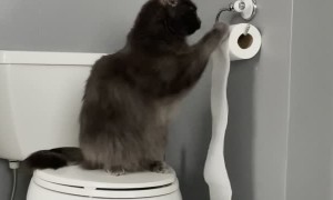 Cat's Paws at Toilet Paper