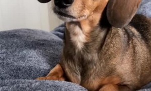 Woman pretends to be on the phone while using her dog's favorite words