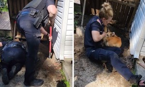 Police rescue dog trapped deep under home's foundation