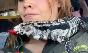 Giant Lizard Shares Fruit Bowl