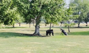 Stationary Golf Clubs Worthy Adversary for Scared Bear