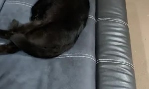 Owner Accidentally Scares Cat Waking Her Up