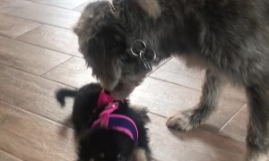 Older Dog Spins Puppy Around