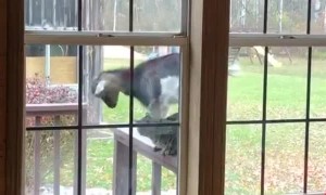 Goat Accidentally Makes Cat Take a Tumble