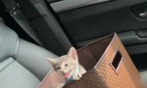 Busy Doing Cat Mom Stuff