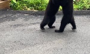 Black Bear Cubs Wrestle on Patio