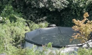 Pigeon Has Lucky Escape While Resting on a Pool