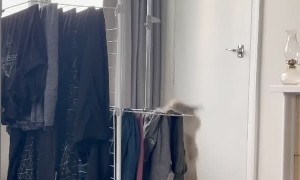 Cat Can't Escape Tipping Clothesline