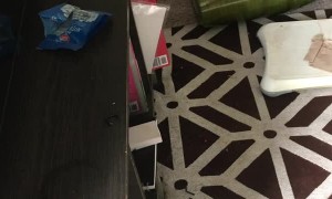 Destructive Groundhog Digs Through Back Room