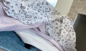 Laundry Pile Hides Puppy Surprise