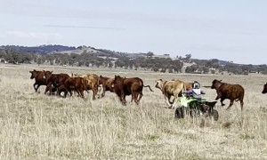 Two-Year-Old Boy Mustering Cattle Like a Boss