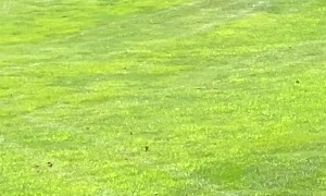 Bear Cubs Play Capture the Flag on Golf Green