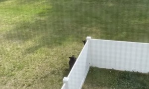 Bear Family Scale Backyard Fence With Ease
