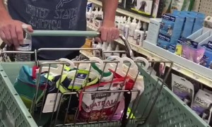 Puppy Dog Rides in Style While Shopping