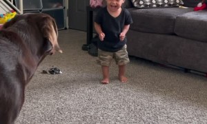 Dog and Baby Play Tag Together