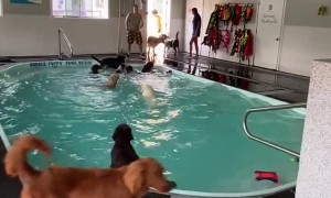 Big Pups Have Pool Party