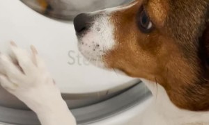 Pup Patiently Waits for Laundered Friend