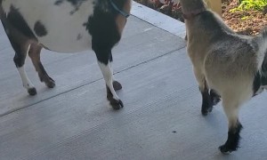 Goats Grab Kid's Crackers