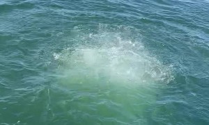 Catch and Release Takes Unusual Turn