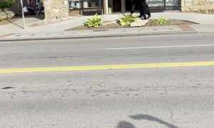 Black Bear Checks Out Downtown Gatlinburg