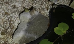 Noisy Frogs Move in to Backyard Pond
