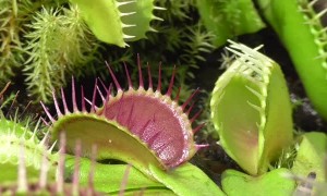 Venus Flytrap Eats Wasps