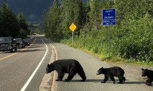 Bear Family Finds Their Way Across the Road