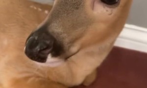 Pet Deer Taste Tests a Cheesy Crispy Snack