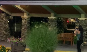 Bear Wanders Near Downtown Grill