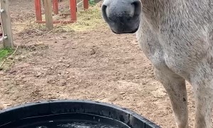 Silver the Horse Chomps Water