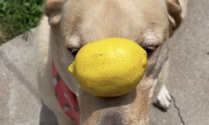 Dexter the Dog Balances Fruit