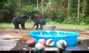 Bears Wrestling on the Basketball Court