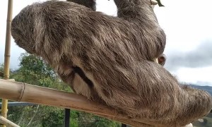 Rescued Sloth Cuddles Beagle Friend