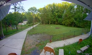 Ring Camera Interjection Spooks Deer but Saves Hydrangeas