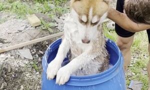 Barrel Bath for Dirty Dog