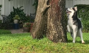 Curious Husky Plays With Cheeky Squirrel