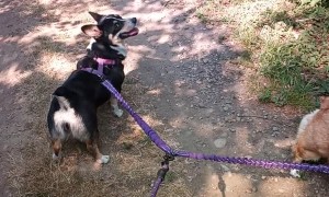 Corgi Has Case Of The Mondays