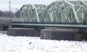 Deer On Frozen Delaware River