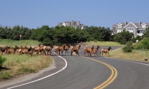 Elk Herd Crosses Beachfront Road