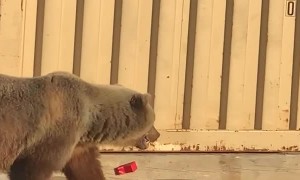 Bear Sow and Her Cubs Rummage Around Dumpsters
