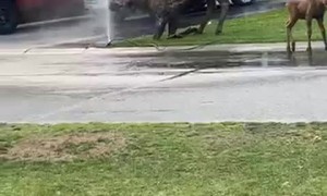 Moose Family Beating the Heat the Alaskan Way