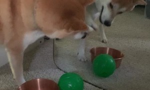 Mirror Keeps Mochi from Second Ball