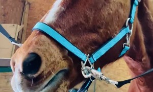 BoJack the Horse Giving a Big Smile