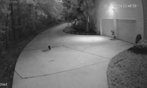 Cat Investigates Snake in Driveway
